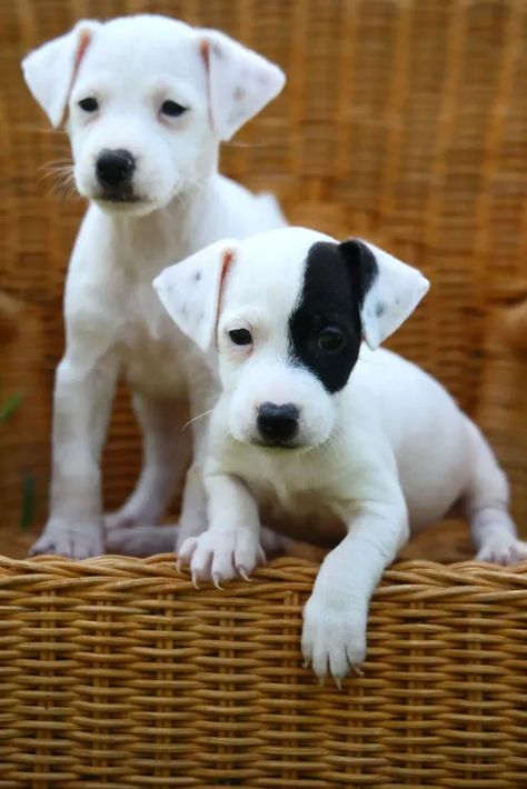 Chien Jack Russel, 50 Plus, Jack Russell, Pitbull, Labrador Retriever, Labrador, Dogs, Animals