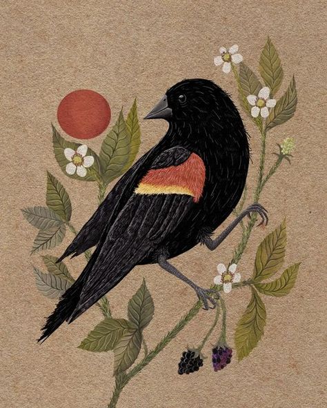 Red Ink Illustration, Red Wing Black Bird Tattoo, Red Wing Blackbird Art, Red Winged Black Bird Tattoo, Black Bird Illustration, Red Winged Blackbird Drawing, Red Wing Blackbird Tattoo, Redwing Blackbird Tattoo, Red Winged Blackbird Art