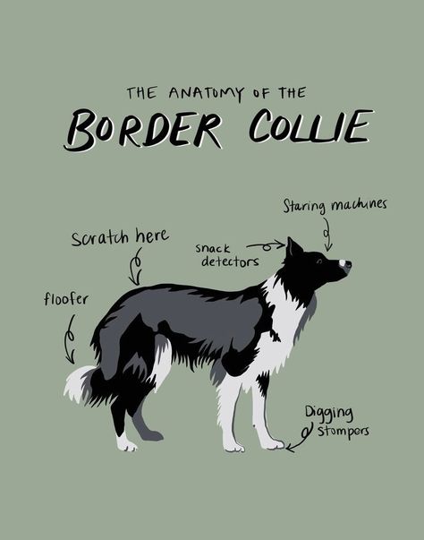 Border Collie Funny, Doggy Quotes, Poodle Puppy Standard, Dog Anatomy, Sweet Annie, Happiness Challenge, Collie Puppies, Border Collie Puppies, Really Cute Dogs