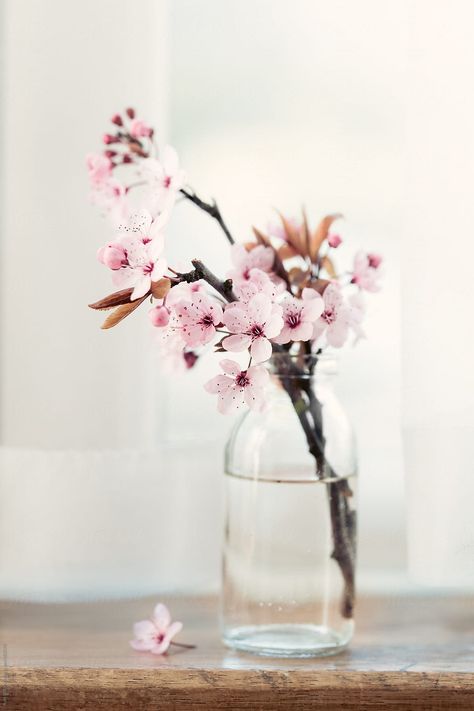 Cherry Blossom Vase, Flower Aesthetics, Frühling Wallpaper, Wal Art, Cherry Blossom Wedding, Spring Flower, Blossom Flower, Flowers Nature, Ikebana