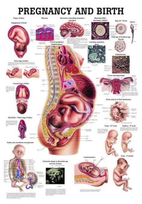 Anatomy Chart, Pregnancy Facts, Student Midwife, Anatomy Poster, Pregnancy Info, Pregnancy Labor, Childbirth Education, Fetal Development, Pregnancy Information