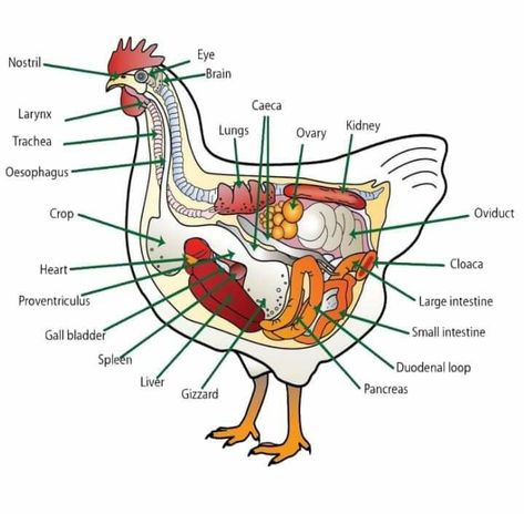 Sour Crop In Chickens, Pig Diagram, Chicken Anatomy, Digestive System Diagram, Chicken Processing, Farming Guide, Raising Backyard Chickens, Science Notes, Chicken Feed