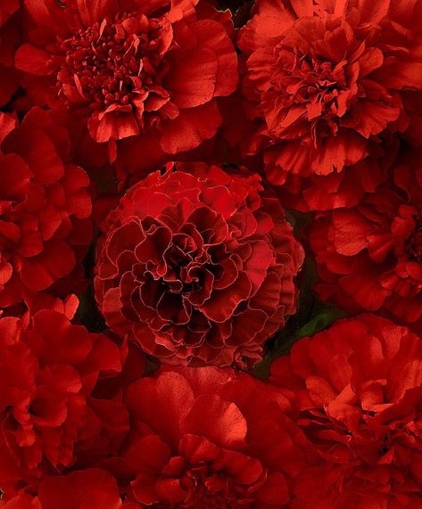 French Marigold, Red Carnation, Carnation Flower, Aesthetic Colors, Red Aesthetic, Flower Seeds, Shades Of Red, Red Flowers, Color Inspiration