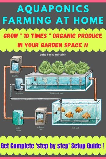 Hydroponics With Fish, Aquaponic Gardening With Fish, How To Build A Hydroponic System, Small Aquaponics System, Raising Fish For Food, Fish Farming Backyard, Hydroponics Diy How To Build, Hydroponic Gardening With Fish, Outdoor Aquaponics