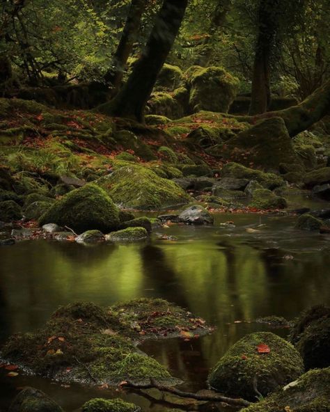 Mossy Tree, Secret Forest, River Forest, Forest Scenery, Space Photography, Night Forest, Watercolor Trees, Forest River, Forest Fairy