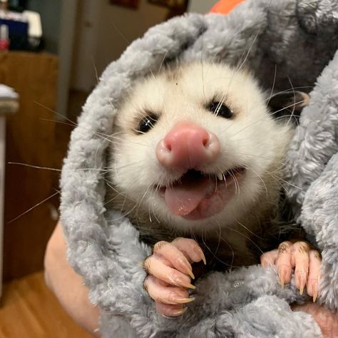 - ̗̀ 𝘴𝘢𝘪𝘵𝘩 𝘮𝘺 𝘩𝘦 𝘈 𝘳𝘵  ̖́- Soft Esthetics, Forbidden Cats, Awesome Possum, Silly Animals, Rodents, Arugula, Cute Little Animals, Ferret, Cute Funny Animals