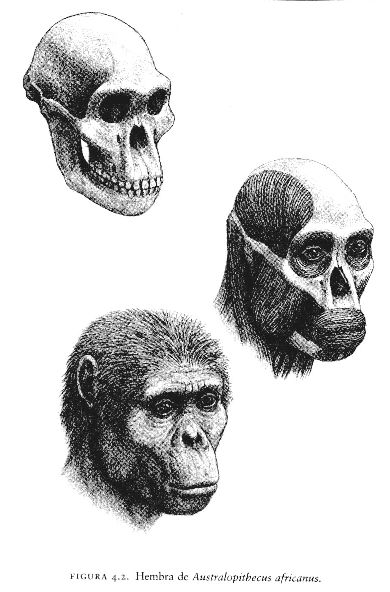 Human Evolution Tree, Human Fossils, Homo Habilis, Early Man, Evolution Art, Prehistoric Man, Personal Investigation, Elephant Illustration, Early Humans