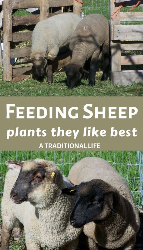 Sheep Mineral Feeder, Raising Sheep For Wool, Sheep House Ideas, Lamb Raising, Sheep Barn Ideas, Raising Lambs, Sheep Raising, Sheep Shelter, Katahdin Sheep