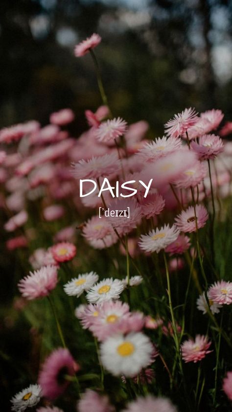 #aesthetics #vocabulary #aestheticwallpaperiphone #englishlearning #englishlessons #daisy Daisy Name, English Daisy, Aesthetic Names, Name Photo, Name Wallpaper, Fun Easy, The Words, Learn English, Aesthetic Wallpapers