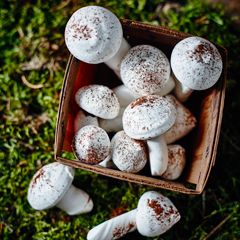 Meringue mushrooms - Sainsbury's Magazine Meringue Recipes, Illusion Cakes, Meringue Mushrooms, Stump Cake, Christmas Hosting, Tree Stump Cake, How To Make Meringue, Chestnuts Roasting, Fairy Mushroom