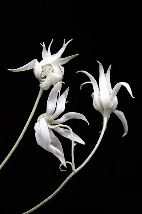 Phallic Flower, Deadly Flowers, Black And White Plants, Floral Photography Nature, July Flowers, Flowers Black Background, Flannel Flower, Botanical Plants, Flowers Growing