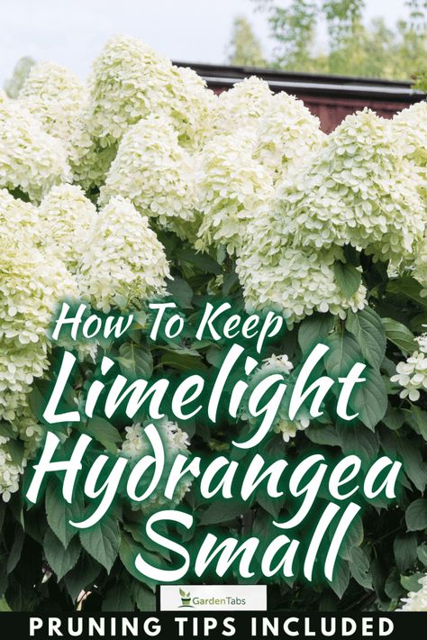 How To Keep Limelight Hydrangea Small [Pruning Tips Included] Pruning Limelight Hydrangeas, Limelite Hydrangea Landscape, Limelight Hydrangea Care, Limelight Hydrangea Hedge, Limelight Hydrangea Landscaping, Limelight Hydrangea Tree Landscaping, Lime Hydrangea, Little Lime Hydrangea Landscaping, Limelight Hydrangea Tree