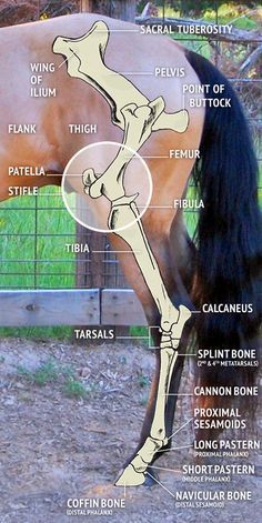 Ahal Teke, Equine Massage, Equine Veterinary, Equine Care, Horse Information, Vet Medicine, Horse Care Tips, Horse Facts, Horse Info