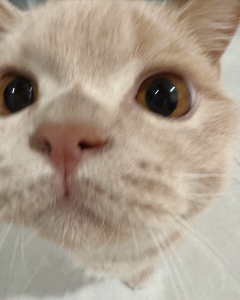 Close up of cute kitten looking into camera Looking Up At Camera, Animals Close To Camera, Cat Close To The Camera, Cat Staring At Camera, Cat Close To Camera, Cat Close Up To Camera, Cute Kitten, Looking Up, Kittens Cutest