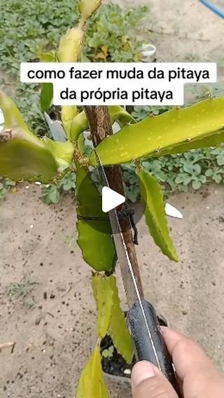 Como Plantar Pitaya