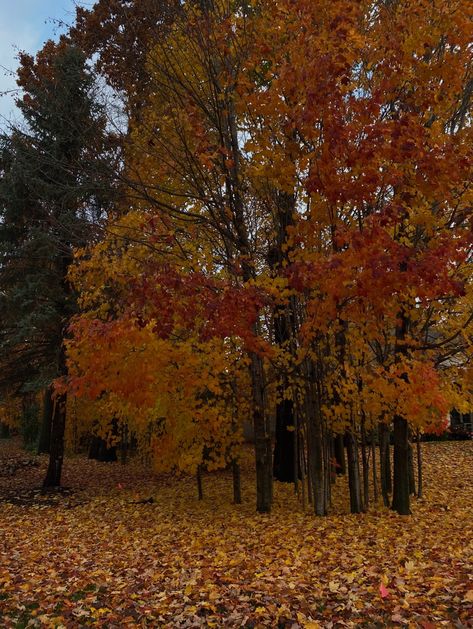 autumn leaves fall aesthetic fall trees autumn trees midwest fall fall inspo Nature Autumn Aesthetic, Autumn Aesthetic Landscape, Light Autumn, Uk Autumn Aesthetic, Autumn Fall, Cars In Autumn, Autumn Aesthetic England, Fall Boards, Fall Inspo