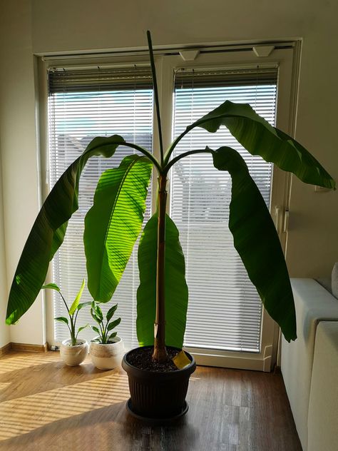 Musa Plant, Indoor Banana Tree, Banana Plant Indoor, Banana Plant Aesthetic, Banana Plant Wallpaper, Banana Tree Aesthetic, Musa Banana Tree, Blue Java Banana Tree, Musa Basjoo