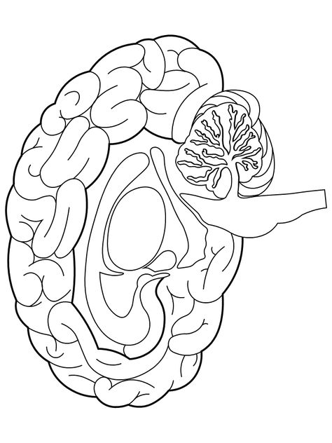 Brain Coloring Sheet, Greys Anatomy Coloring Pages, Brain Diagram Anatomy, Brain Coloring Page, Brain Outline, Brain Printable, Science Coloring Pages, Brain Template, Brain Diagram