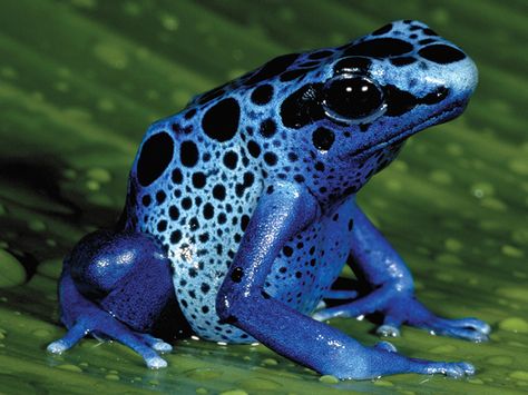 Blue Poison Dart Frog, Dendrobates tinctorius, has “warning coloration” and toxic skin secretions. Photo: George Graff, National Aquarium Blue Poison Dart Frog, Poison Arrow Frog, Venomous Animals, Poison Frog, Poison Dart Frog, Blue Dart, Poison Dart, Frog Pictures, Dart Frog