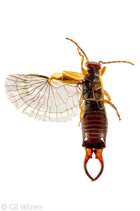 Earwig Wings, Weird Insects, Macro Photography Insects, Mossy Tree, Earwigs, Insect Wings, Insect Photography, Cool Bugs, Beautiful Bugs