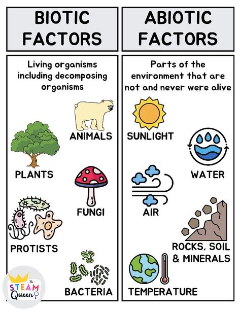 Living vs. Non-living Biotic and abiotic factors of ecosystems. Diagram visual T-chart. Biotic: 5 kingdoms including plants, animals, fungi, protists, bacteria. Abiotic: Temperature, rocks, minerals, soil, air, water, sunlight. Biotic And Abiotic Resources, Biology Chart Ideas, Biodiversity Aesthetic, Living Vs Non Living, Biotic And Abiotic Factors, Biotic Factors, Grade 5 Science, Abiotic Factors, Ecosystem Activities