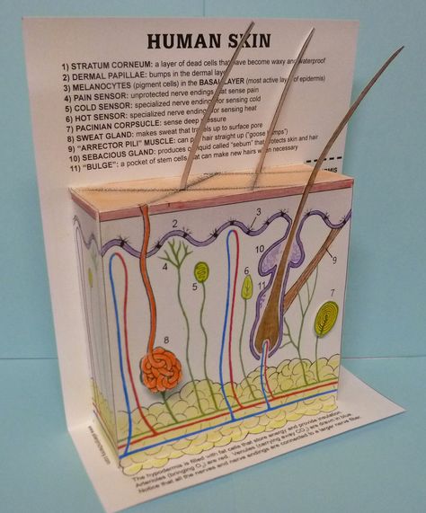 Cut-and-assemble paper model of human skin  Classical Conversations  Cycle 3 Week 5 Anatomy Art Projects, Skin Model Project, Integumentary System Project, Human Body Projects, Skin Anatomy, Biology Projects, Basement Workshop, Integumentary System, Human Body Unit