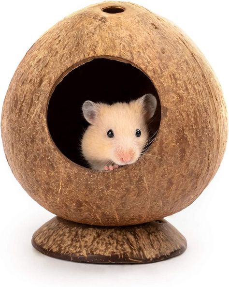 Small Hamster, Cage Hamster, Hamster Habitat, Hamster Bedding, Hamster Toys, Pet Paradise, Hamster House, Syrian Hamster, Small Animal Cage