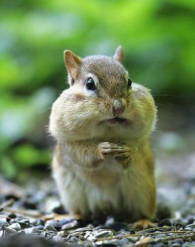 Chubby cheeks Flying Squirrel, Chubby Cheeks, Kawaii Animals, Chipmunks, Beautiful Creatures, Animal Kingdom, Funny Cute, Animal Photography, Pet Birds