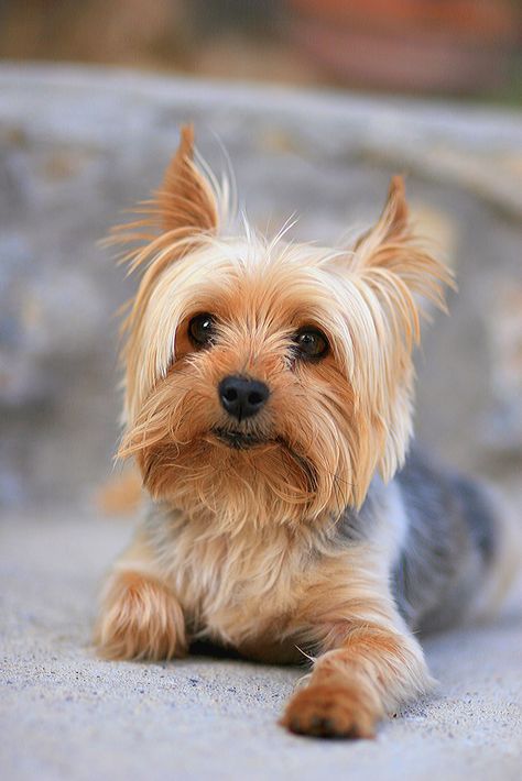 Yorkshire Terrier - TownandCountrymag.com Miniature Yorkshire Terrier, Yorkshire Terrier Haircut, Teacup Yorkie Puppy, Yorkie Terrier, Hypoallergenic Dogs, Teacup Yorkie, Yorkshire Terriers, Yorkie Dogs, Yorkshire Terrier Puppies