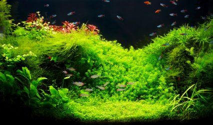 Aquarium With Fish, 75 Gallon Aquarium, Aquascaping Plants, Aqua Scaping, Aqua Design, Live Aquarium Plants, Fish Keeping, Nature Aquarium, Planted Tank