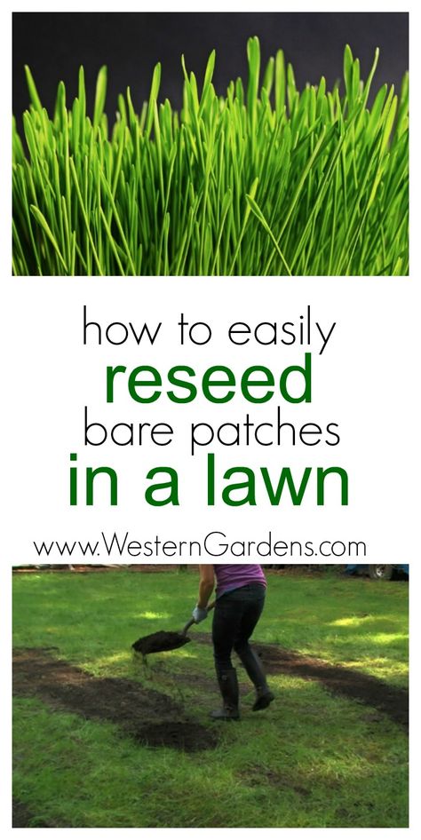 How To Reseed Your Lawn, Laying Grass Seed, Reseeding Lawn, Western Garden, Lawn Repair, Growing Grass, Diy Lawn, Lawn Care Tips, Aerate Lawn