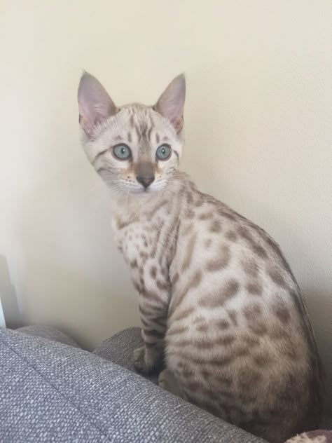 blue eyed snow Bengal kitten Bengal Cat White, White Bengal Kitten, Snow Lynx Cat, Blue Bengal Cat, Snow Bengal Kitten, Snow Lynx Bengal Cat, Snow Lynx Bengal, Snow Bengal Cat, White Bengal Cat