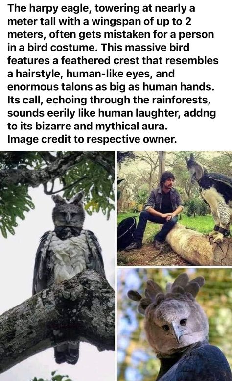 Harpy Eagle, Animals And People, Interesting Animals, Pretty Animals, Animal Facts, Weird Animals, Nature Animals, Cute Little Animals, 귀여운 동물