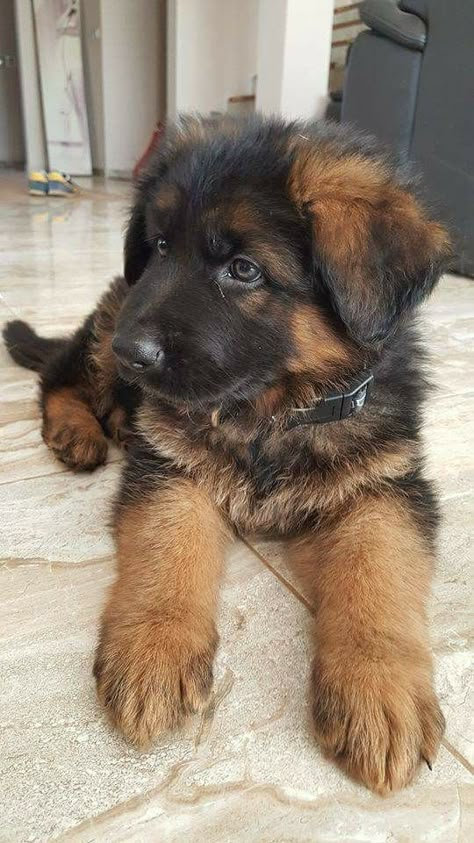 Gsd Puppy, Gsd Puppies, Very Cute Dogs, Really Cute Dogs, Cute Dogs And Puppies, Shepherd Puppies, Puppy Pictures, German Shepherd Puppies