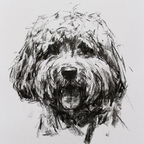 Shaggy dog, the lovely Dougal. I can’t have visitors to my studio, but you can still email me pics! #cockapoo #cockapoosofinstagram #charcoal Shaggy Dog, Dog Artist, Dog Prints, Animal Drawings Sketches, Art Portraits, Fine Art Portraits, Dog Paintings, Art Contemporary, Funky Art