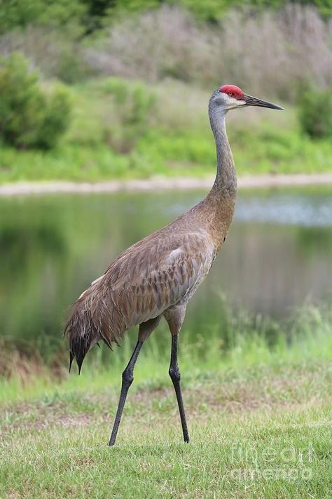 Crane Drawing, Crane Tattoo, Sandhill Cranes, Sandhill Crane, Bird Identification, Crane Bird, Shorebirds, Bird Pictures, Pretty Birds