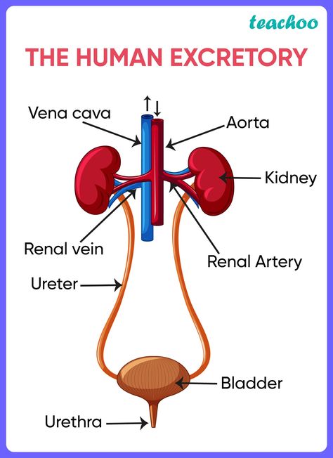 [Biology] Draw a diagram of a human excretory system & label the parts Human Excretory System, Biology Drawing, Excretory System, Basic Anatomy, Basic Anatomy And Physiology, Anatomy And Physiology, Biology, Anatomy, Human