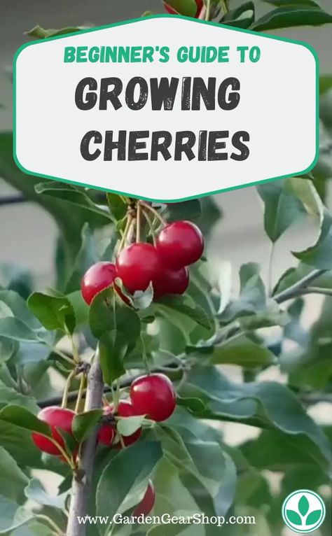 Growing Cherries, Growing Cherry Trees, How To Grow Cherries, Fruit Trees In Containers, Gemüseanbau In Kübeln, Trees In Containers, Cherry Plant, Trees In Pots, Fruit Growing