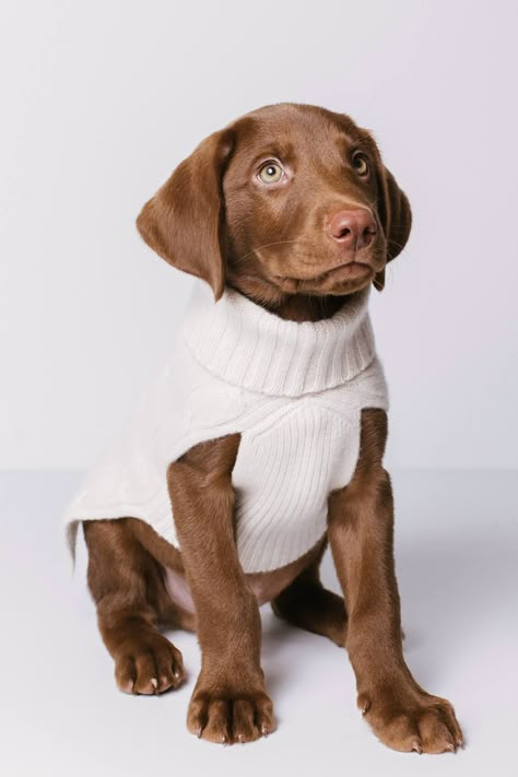 Keep your furry babies cozy and warm in our pure luxury cable knit sweater. 75 grams of 100% pure cashmere in 9-gauge knit Pullover turtleneck style Square body shape Slit to allow easy collar access for a leash Ribbed trim Hand Wash or Dry Clean Only Size & Fit XS: back length: 12.5" / chest: 14" / neck: 10" S: back length: 14.5" / chest: 16" / neck: 12" M: back length: 16.5" / chest: 20" / neck: 14" L: back length: 18.5" / chest: 24" / neck: 16" XL: back length: 20.5" / chest: 28" / neck: 18" Grooming Salons, Puppy Things, Baby Bulldog, Puppy Mom, Dog Grooming Salons, Luxury Dog Collars, Knit Dog Sweater, Pet Things, Turtleneck Style