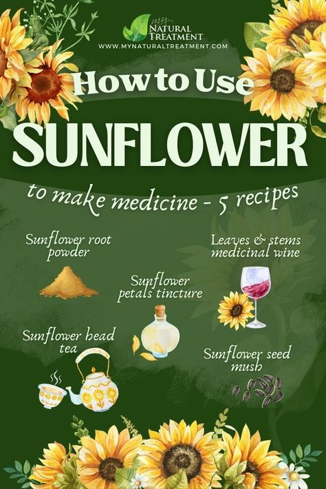 11 Amazing Health Uses of Sunflower with Recipes #sunflower #sunfloweruses #sunflowertincture #sunflowertea #sunflowerroot #sunflowerseeds #sunfloweroil #sunflowerhealth #sunflowerbenefits #sunflowermedicine Sunflower Stalk Flour, Sunflower Uses, Sunflower Benefits, Sunflower Recipes, Sunflower Magic, Medicinal Herbs Remedies, Sunflower Tea, Healing Flowers, Sunflower Leaves