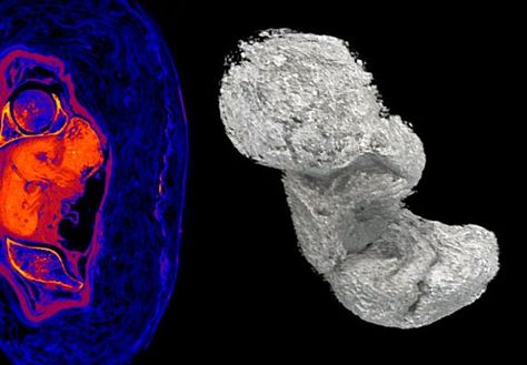 Ancient Egyptian fetus preserved due to unusual decomposition process - HeritageDaily - Archaeology News Egyptian Dialect, Weighing Of The Heart Ancient Egypt, Experimental Archaeology, Biological Anthropology, Bronze Age Collapse, Egyptian Mummies, Archaeology News, Ordovician Period, Header Image