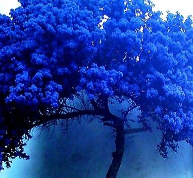 Wisteria Trees, Sakura Trees, Blue Trees, Jungle Tree, Wisteria Tree, Amazing Trees, Pretty Trees, Fields Of Flowers, The Garden Of Eden