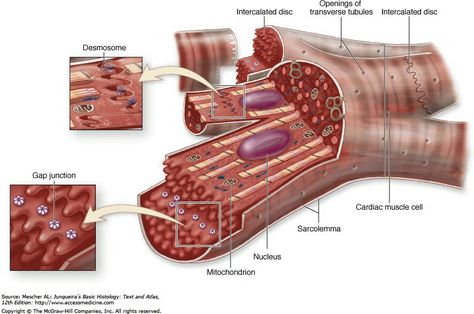 Cardiac Muscle Cell, Gap Junction, Cardiac Muscle, Tissue Biology, Anatomy Education, Cell Diagram, Cardiothoracic Surgery, Muscle Structure, Muscle Anatomy