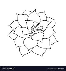 Succulent echeveria lilacina in doodle style Vector Image Succulent Sketches Easy, Background Sketch, Succulents Drawing, Watercolor Patterns, Flower Drawings, Tambour Embroidery, Desert Flowers, Doodle Style, Flower Doodles