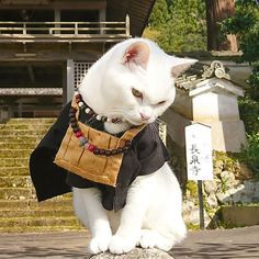 There Is A Cat Temple In Japan And Its Monks Are The Cutest Inari Okami, Cat Shrine, Cats Japan, Japanese Cats, Japan Cat, Nyan Nyan, Huge Cat, Cat Work, Japanese Cat