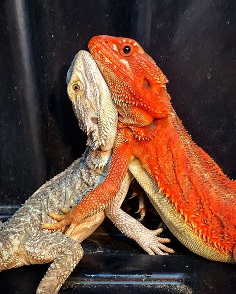 Red Monster Bearded Dragon, Diy Bearded Dragon Enclosure, Cute Lizards, Beaded Dragon, Bearded Dragon Enclosure, Baby Bearded Dragon, Bearded Dragon Cute, Red Monster, Bearded Dragon Care