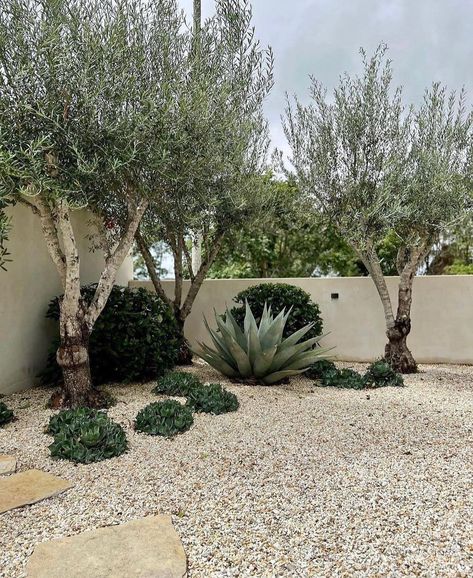 Palm Springs Garden, Natalie Walton, Courtyard Plants, Mediterranean Garden Design, California Backyard, Landscaping Retaining Walls, Small Patio Garden, Mediterranean Landscaping, Australian Garden