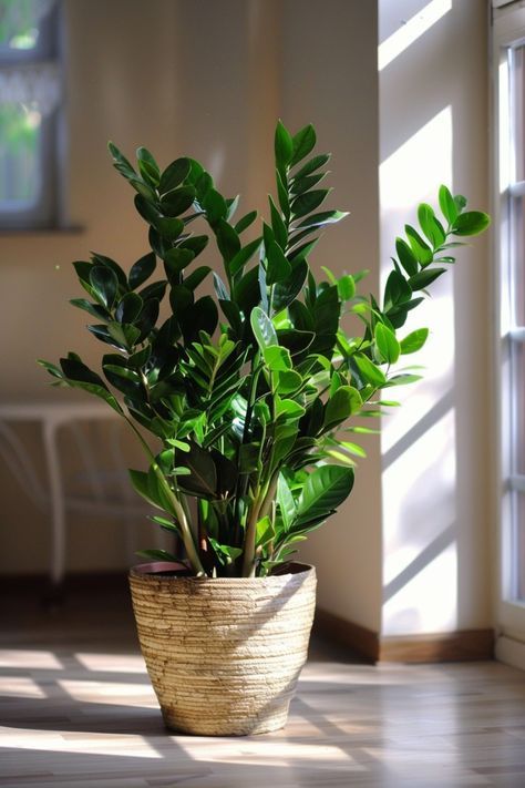 Zz Plant Aesthetic, Maximalist Rooms, Indoor Plants Decor Living Room, Inside House Plants, Plant For Indoor, Living Room Plants Decor, Houseplants Low Light, Easy Care Houseplants, Small Balcony Garden