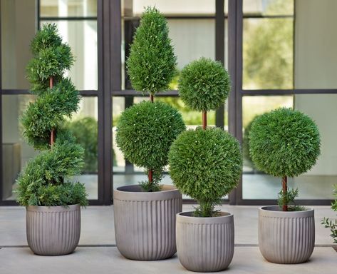 How to Pot an Artificial Plant using Planters | Balsam Hill Blog Front Porch Flower Pots, French Hydrangea, Spring Greenery, Outdoor Topiary, Front Porch Flowers, Porch Plants, Beautiful Front Doors, Porch Flowers, Artificial Topiary