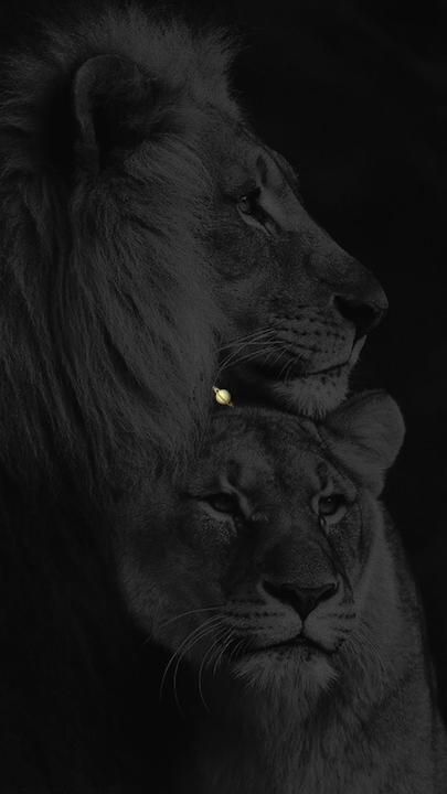 Lup Singuratic, Lion King Poster, Lion Couple, Animal Tattoo Ideas, Lion Head Tattoos, Lion Photography, Lion Wallpaper, Lion Images, Animal Portraits Art